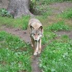 Der Wolf im Tierpark