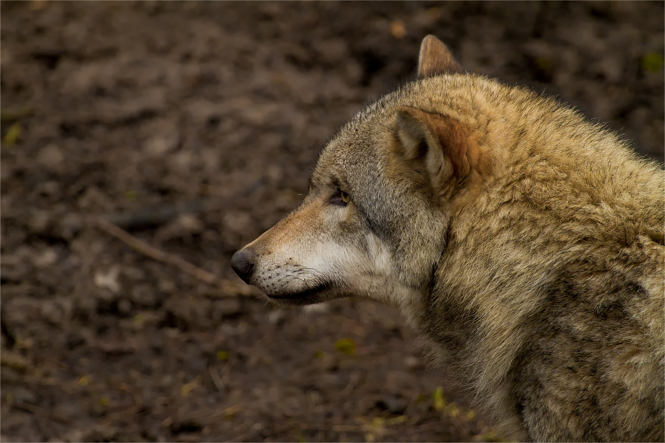 Der Wolf im Tierpark Weilburg