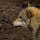 Der Wolf im Tierpark Weilburg