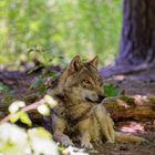 Der Wolf im Wald...