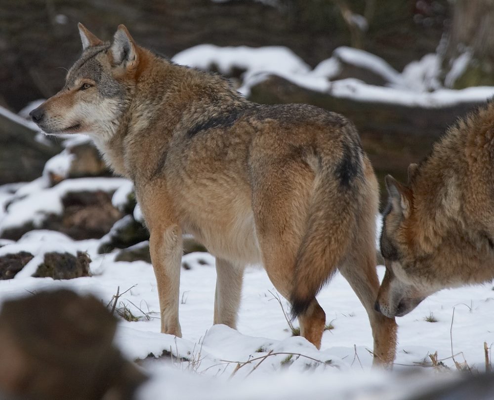 Der Wolf im Winter