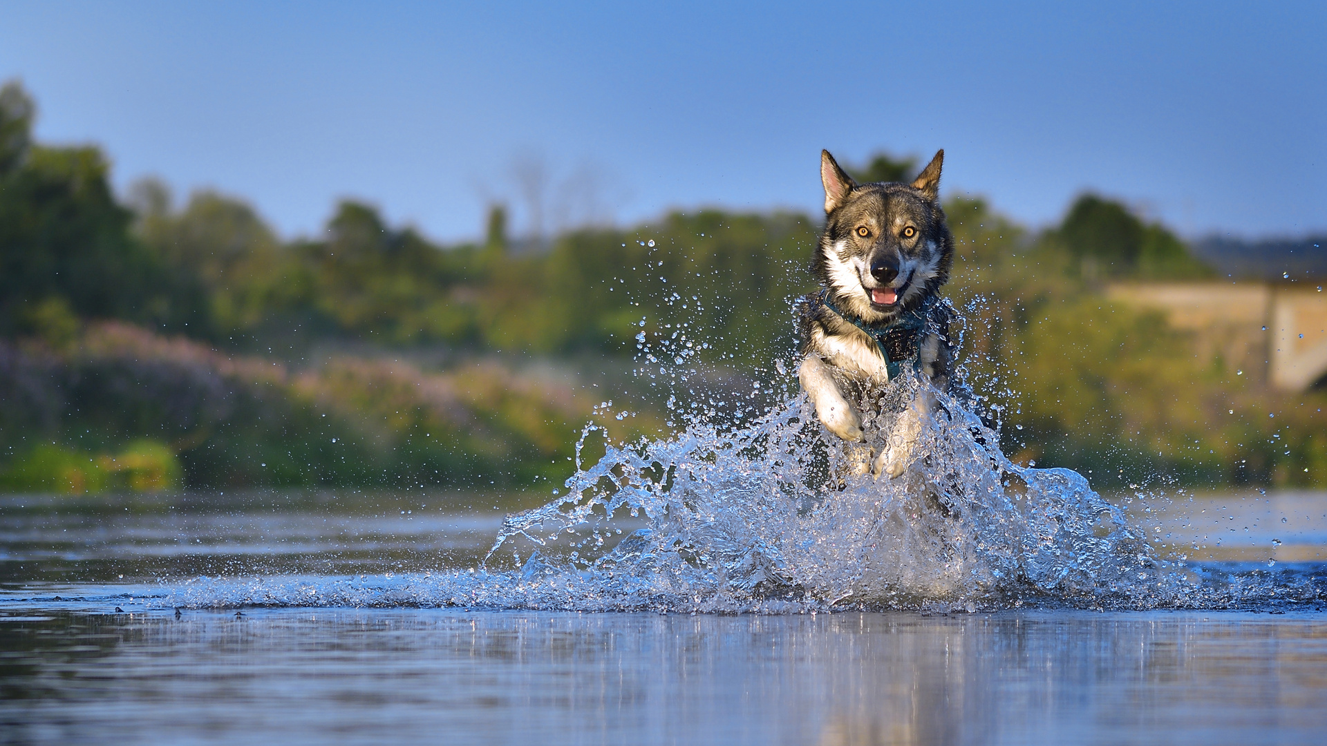 der Wolf in den Fluten