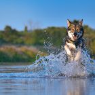 der Wolf in den Fluten