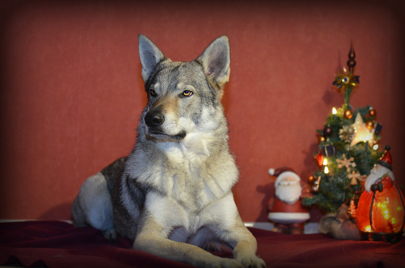 Der Wolf in meinem Wohnzimmer