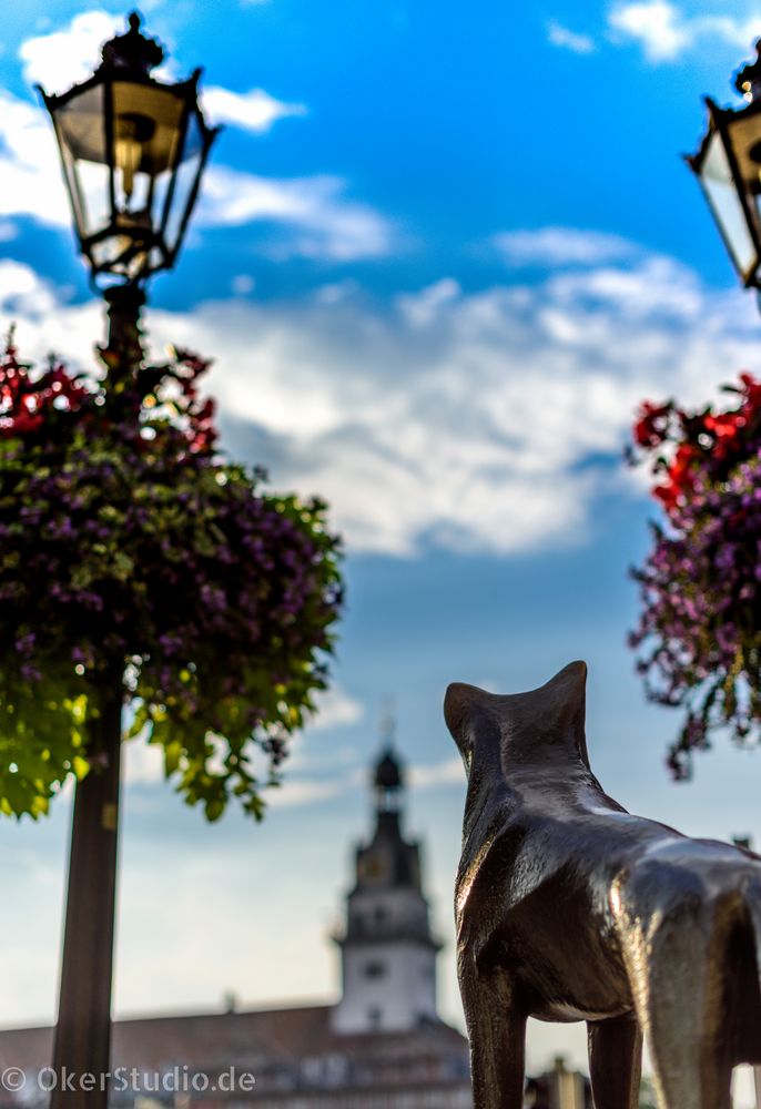 Der Wolf in Wolfenbüttel !