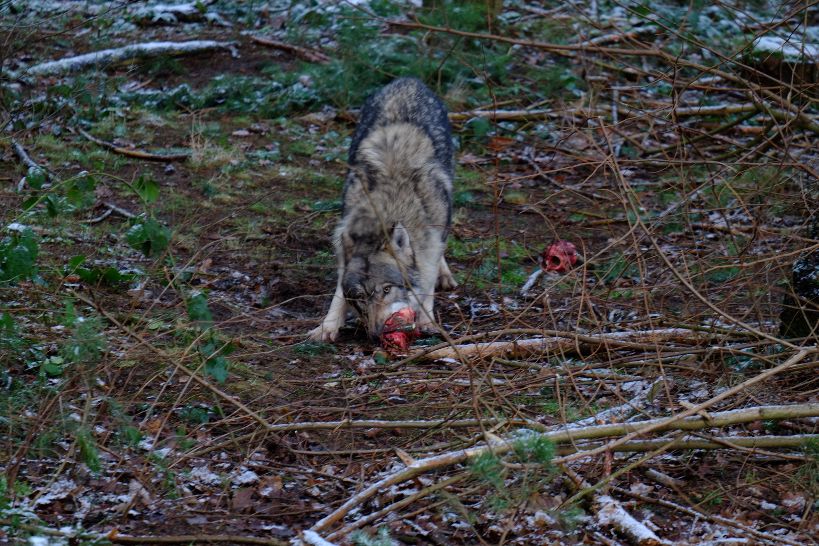 Der Wolf ist ja nicht so schlimm, wie er grau ist