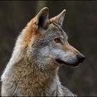 Der Wolf IV