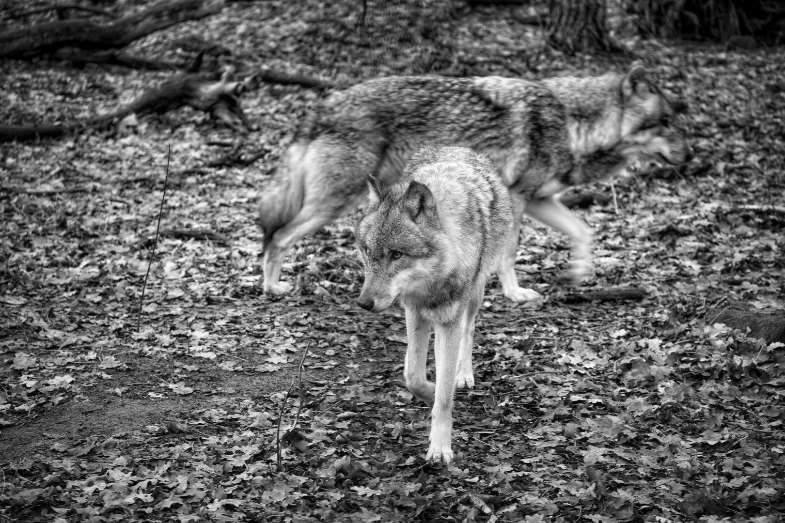 Der Wolf kann nicht schmeicheln.