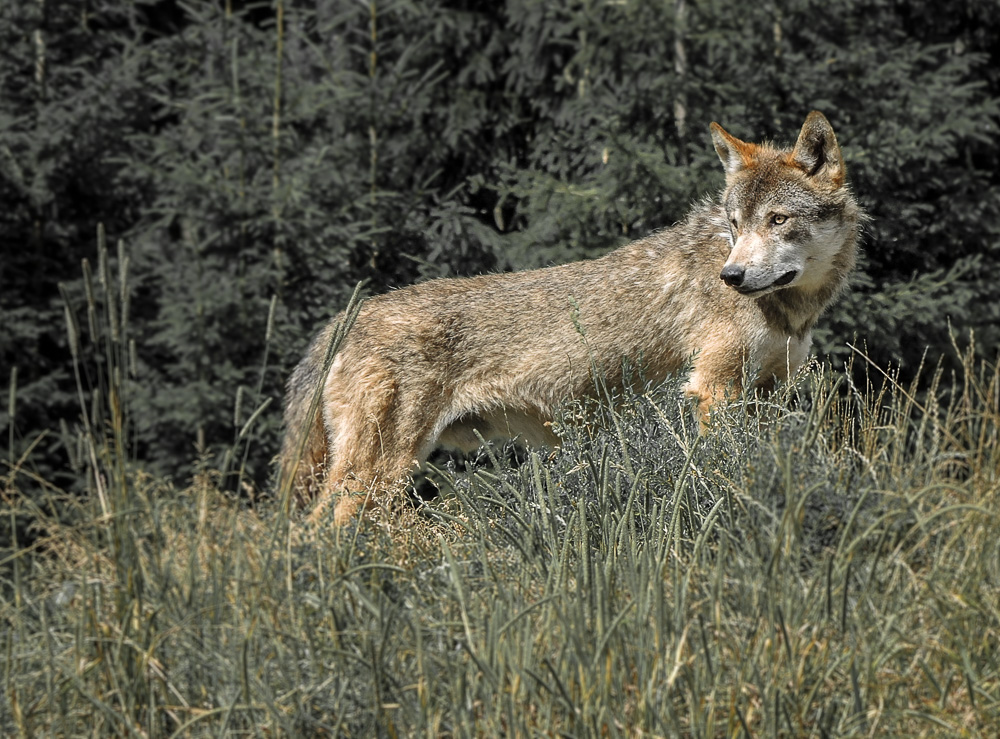 Der Wolf kehrt zurück