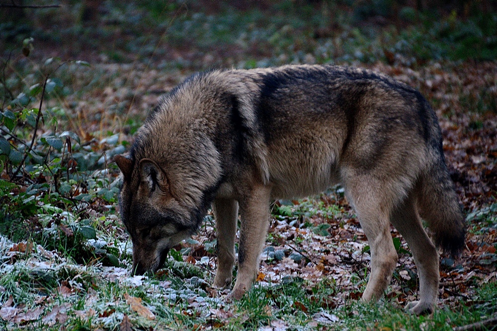 Der Wolf - kein Schreckgespenst