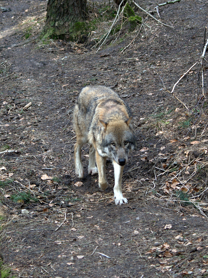 Der Wolf kommt