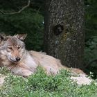 Der Wolf  - le loup