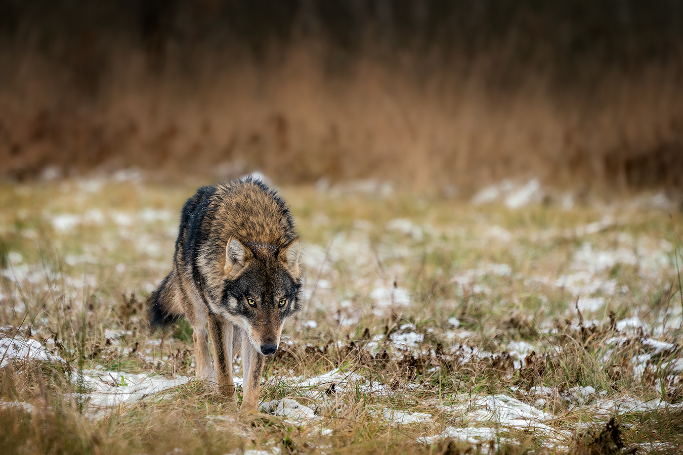 Der Wolf. Leise und vorsichtig.