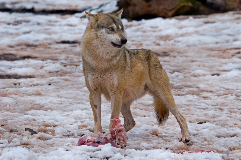 Der Wolf mit seiner Beute !!!