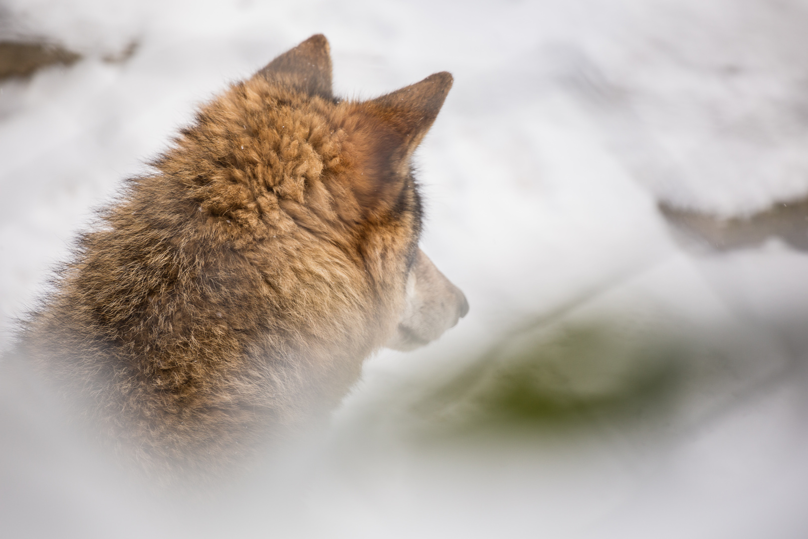 Der Wolf - nicht im Schafsfell