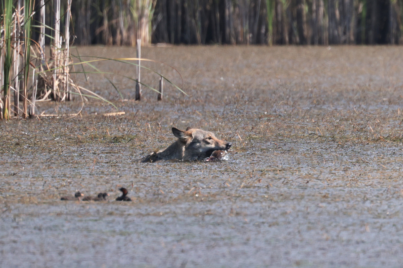 Der Wolf (Oberlausitz) beim Fischen