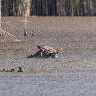 Der Wolf (Oberlausitz) beim Fischen