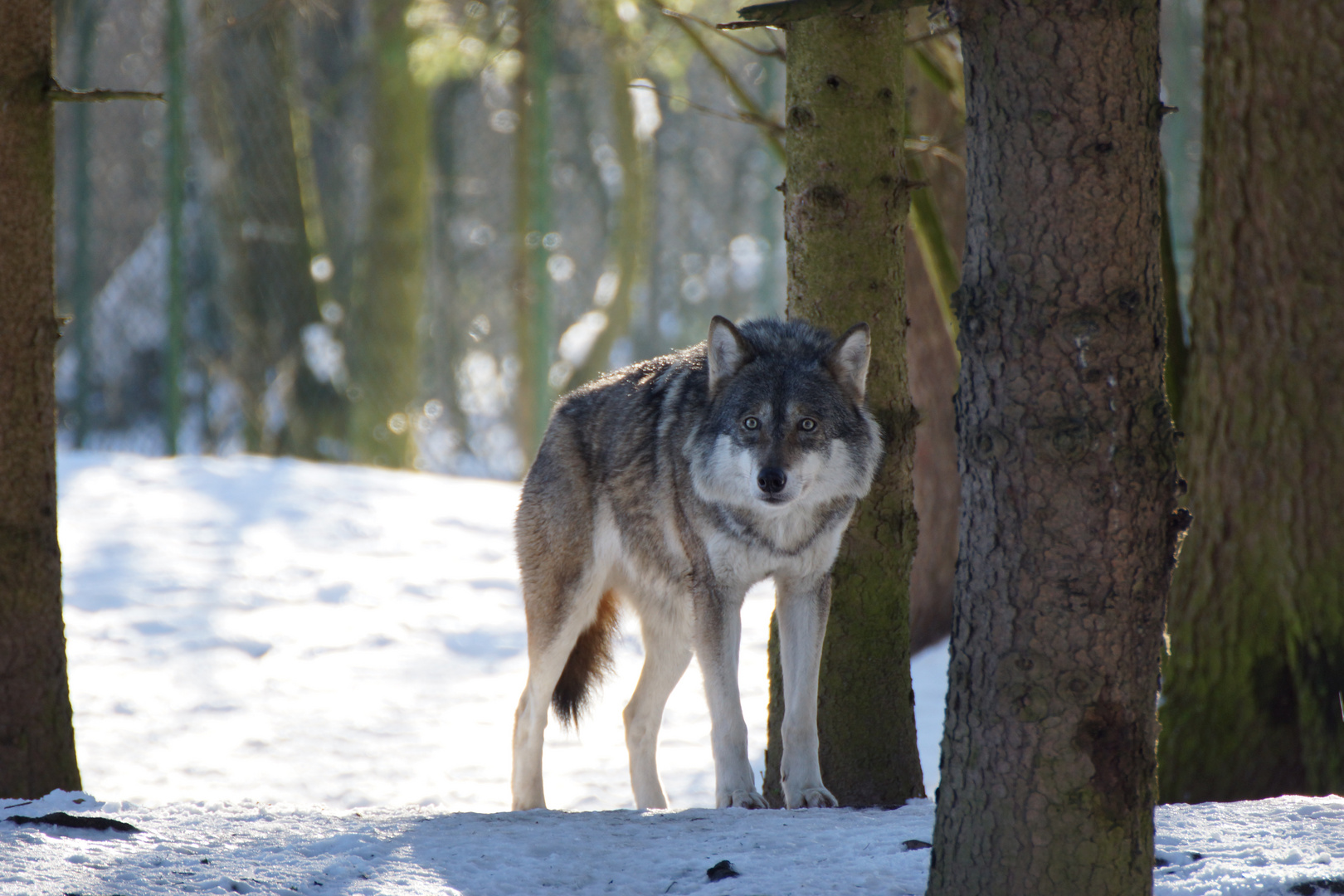 Der Wolf ohne die 7 Geißlein