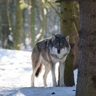 Der Wolf ohne die 7 Geißlein