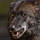 Der Wolf ohne Schafspelz