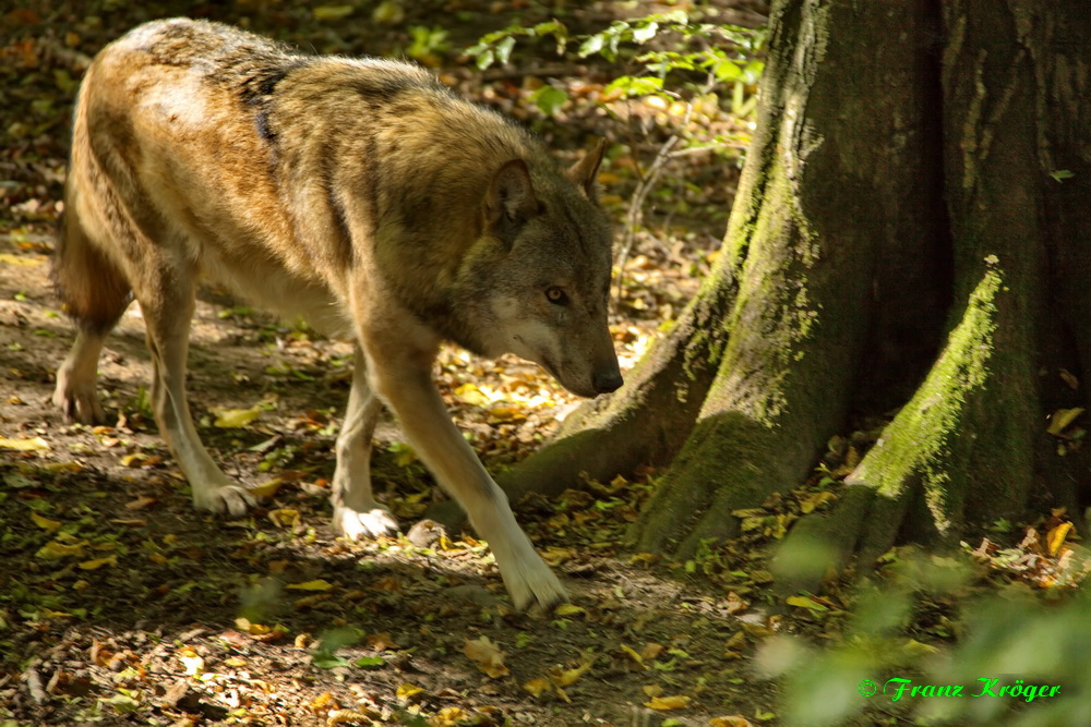 Der Wolf streift wieder durch deutsche Wälder. Foto & Bild tiere