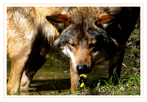 Der Wolf und die Blume