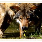 Der Wolf und die Blume