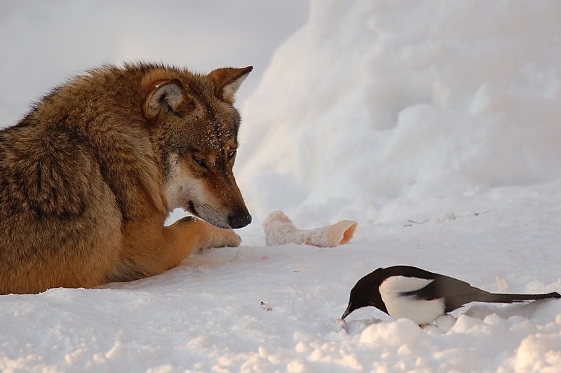 Der Wolf und die diebische Elster