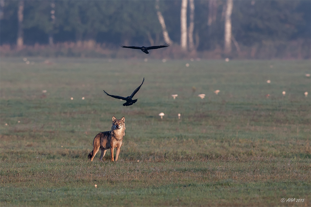 Der Wolf und die Raben