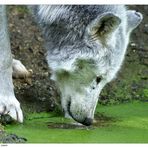 Der Wolf und die Wasserlinsen