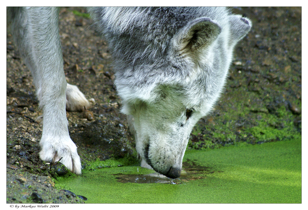 Der Wolf und die Wasserlinsen