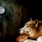 Der Wolf und sein Freund