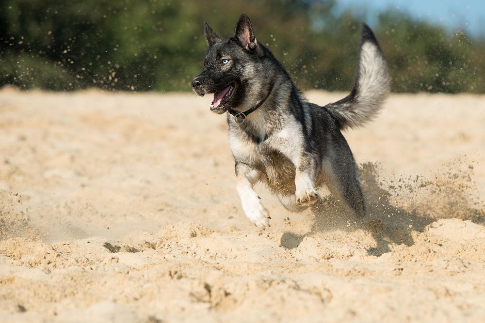 Der Wolf unter den Hunden