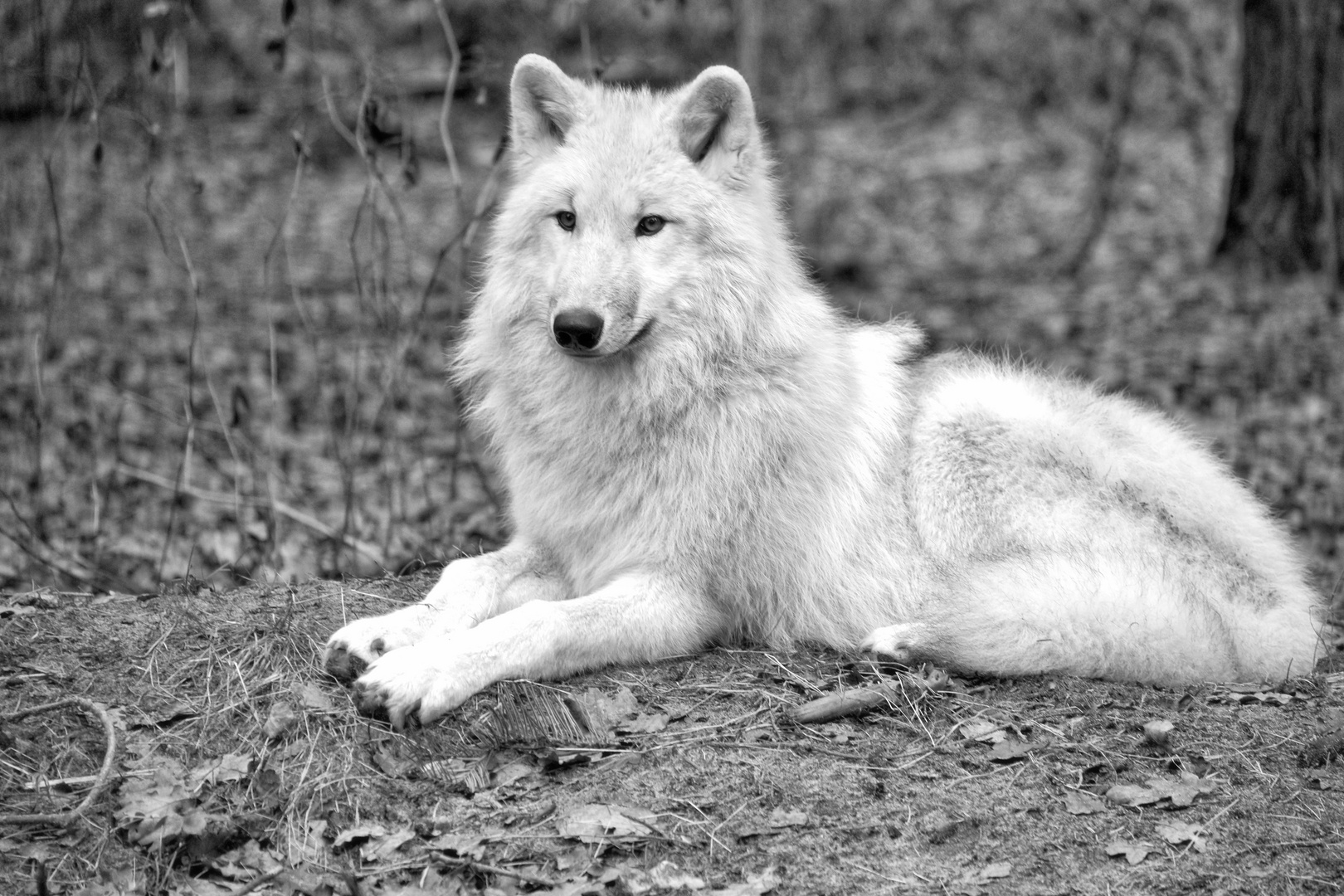 Der Wolf vergißt, der Hund erinnert sich