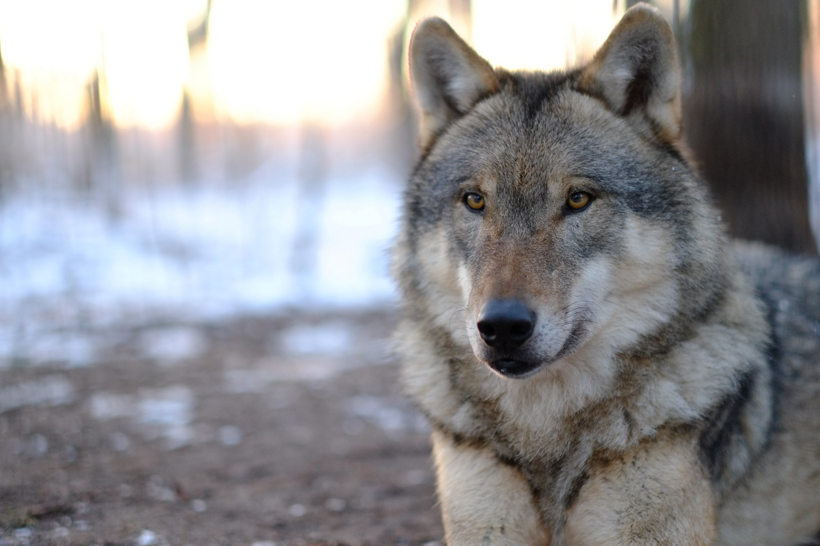 Der Wolf vergißt, der Hund erinnert sich