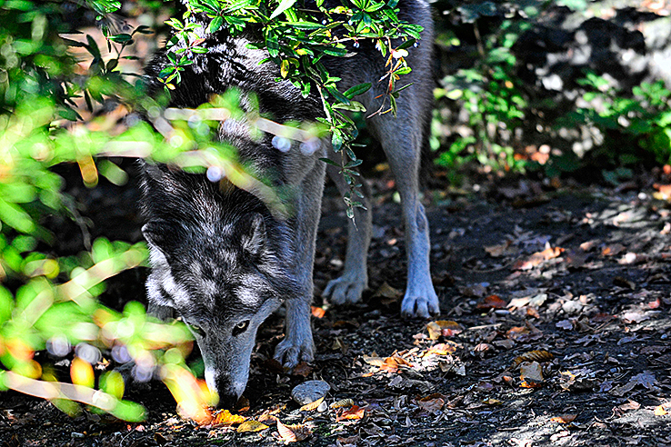 Der Wolf vor der Linse