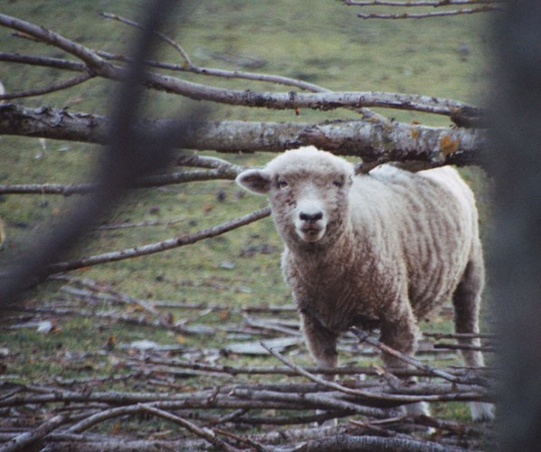  der Wolf?oder wer hat dich so zugerichtet?