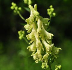 Der Wolfs-Eisenhut (Aconitum lycoctonum)