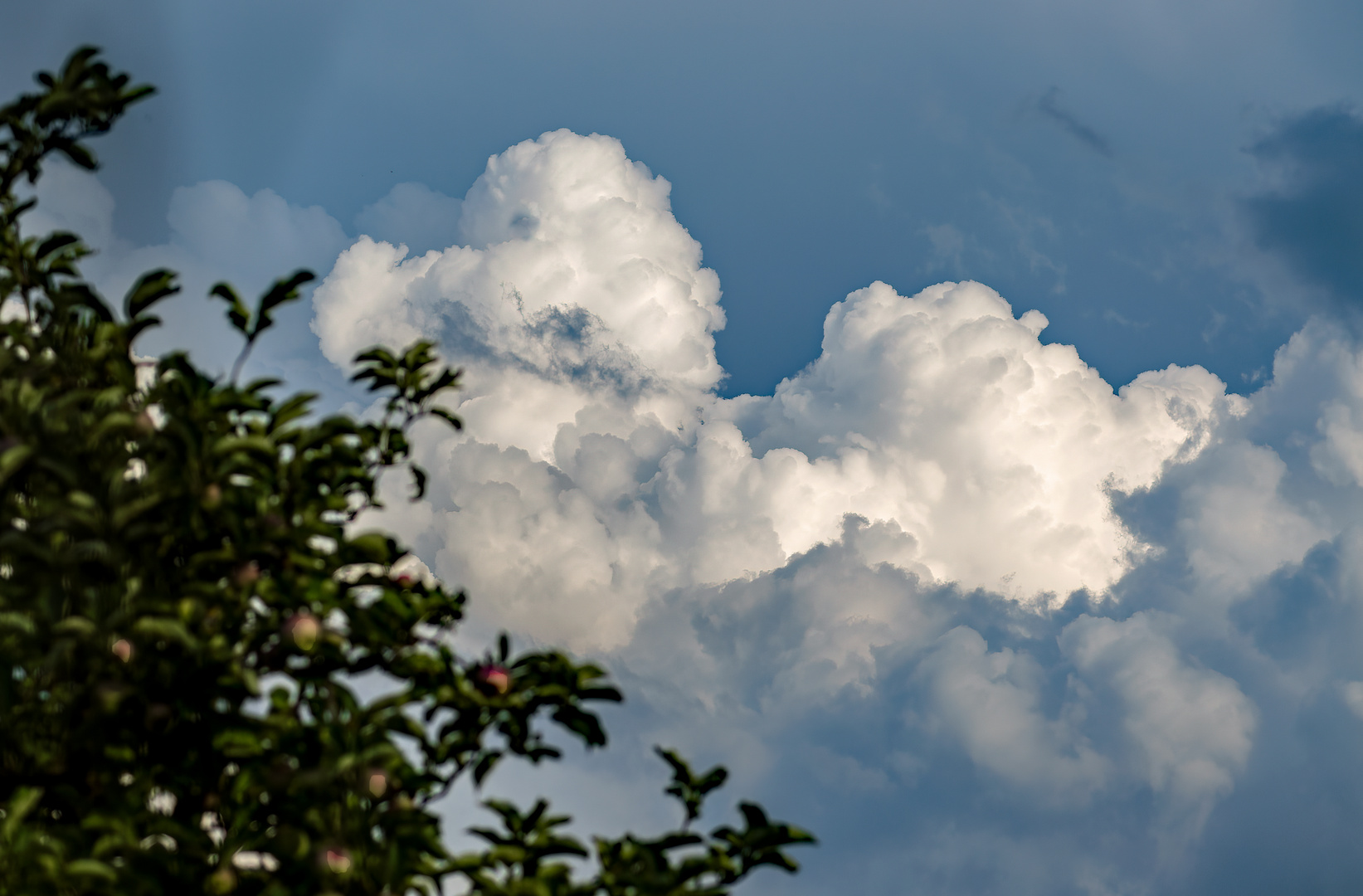 Der Wolkenpudel