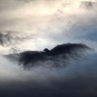 Der Wolkenvogel