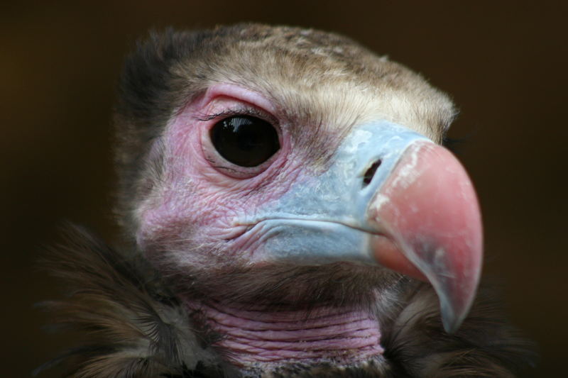 Der Wollkopfgeier (Trigonoceps occipitalis)