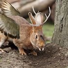 der wolpertinger