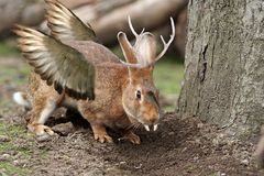 der wolpertinger