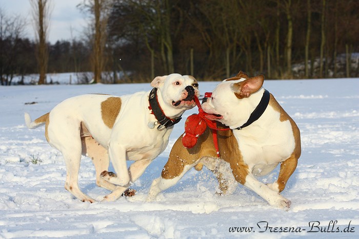 Der Wubba und zwei Bulldoggen im Schnee