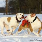 Der Wubba und zwei Bulldoggen im Schnee