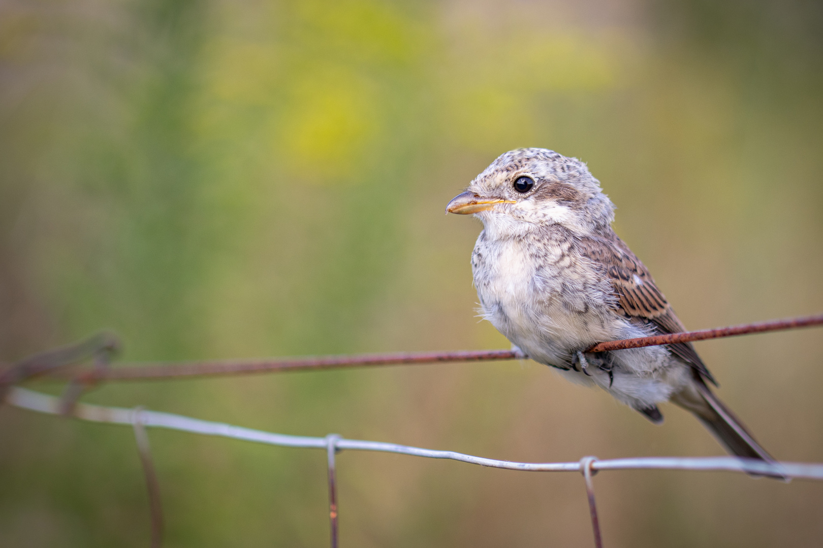 Der Würger.. | ..The Shrike