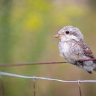 Der Würger.. | ..The Shrike