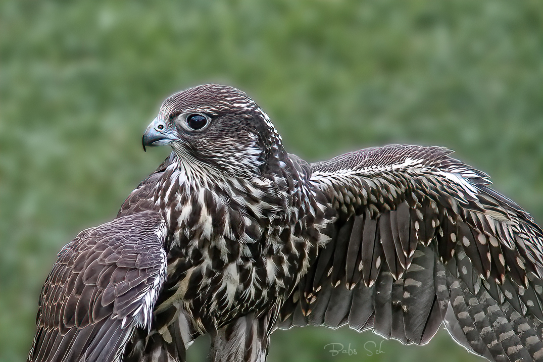 Der Würgfalke