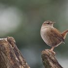 Der "Würmchen-König".....