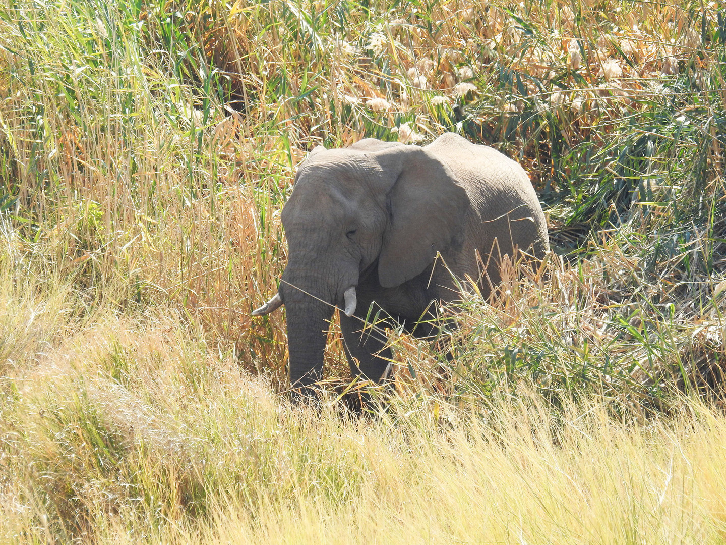 Der wüste Wüstenelefant, der abends in die Lodge einbrach